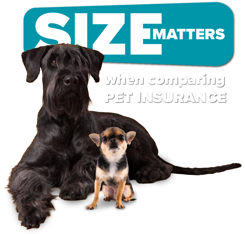 when comparing PET INSURANCE