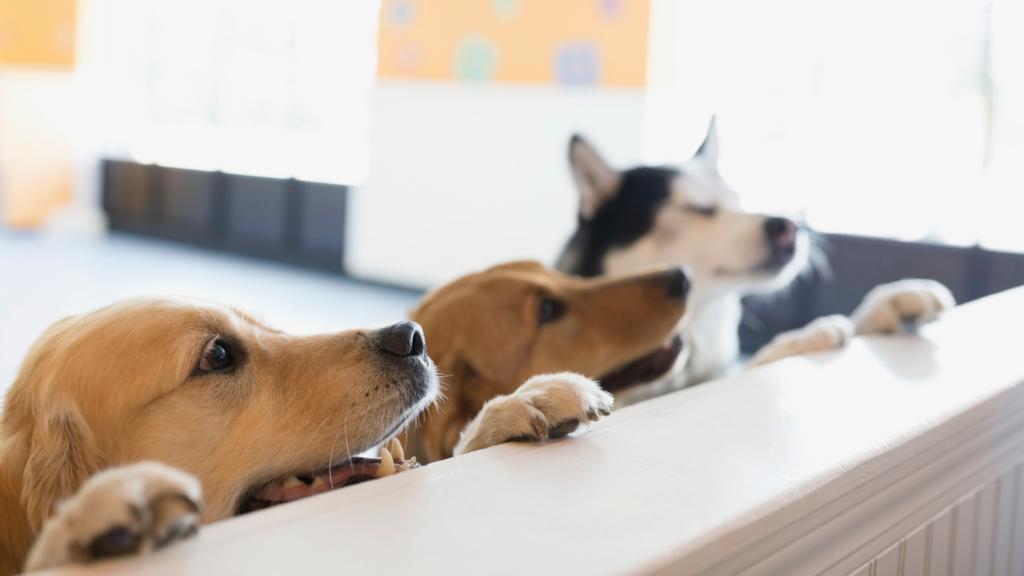 More pats, more costs: navigating the rising price of pet parenthood
