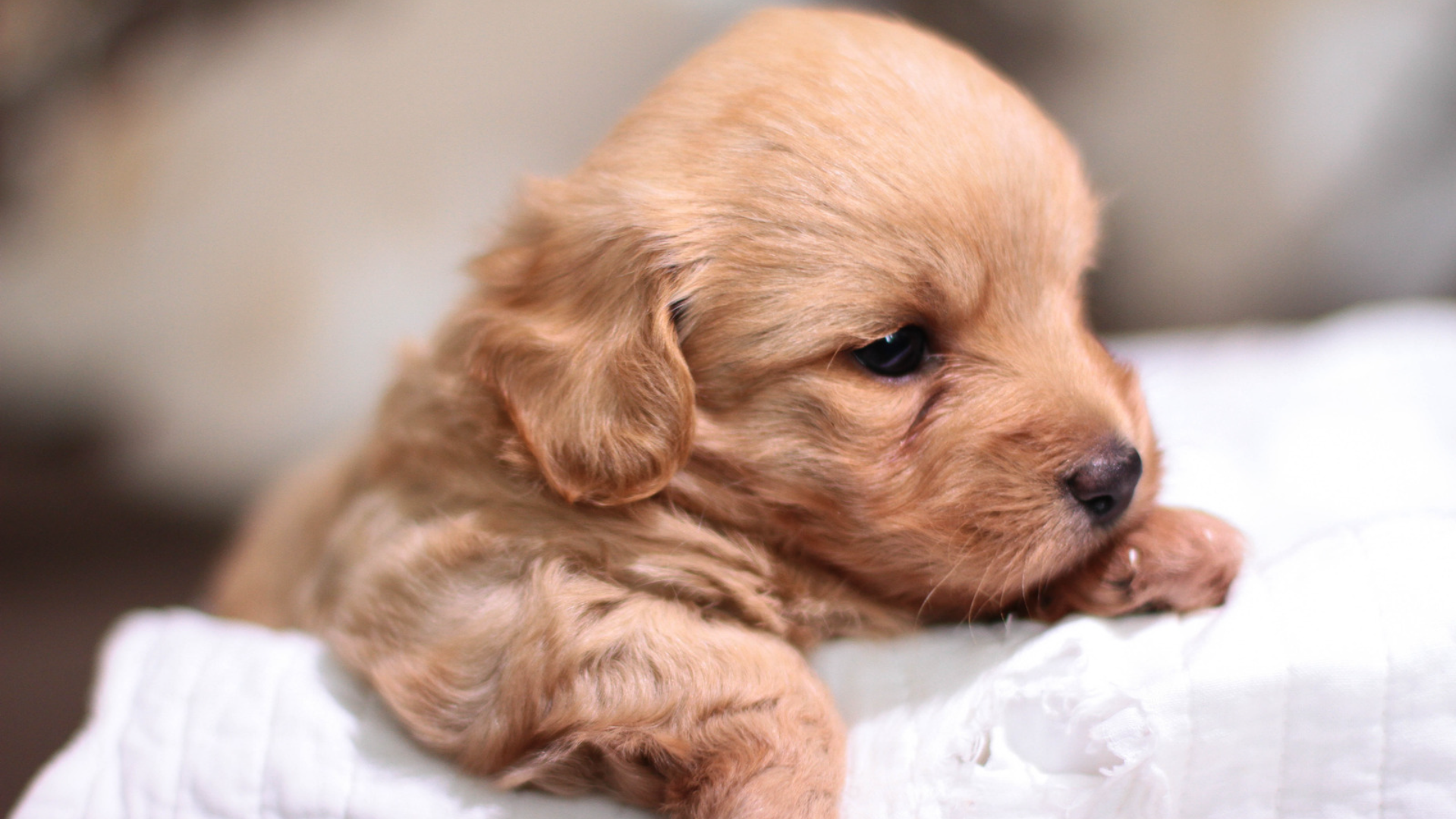 Close-up of a young apricot-coloured puppy resting on a soft white blanket, looking calm and content indoors.