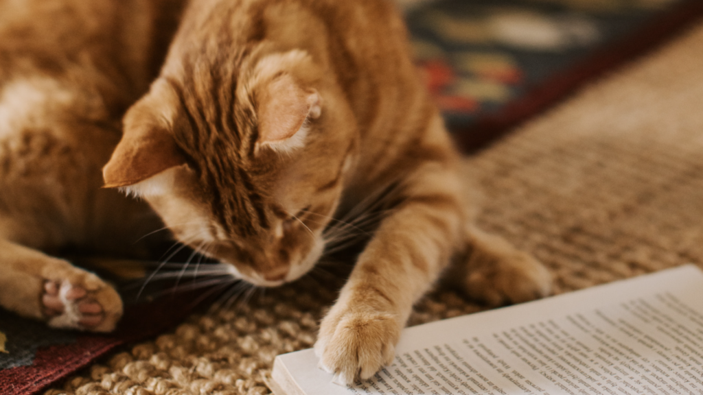 Looking beyond the price tag: how to compare pet insurance with confidence