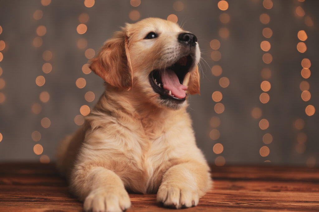 Deal of a lifetime: considerations when adopting a new pet