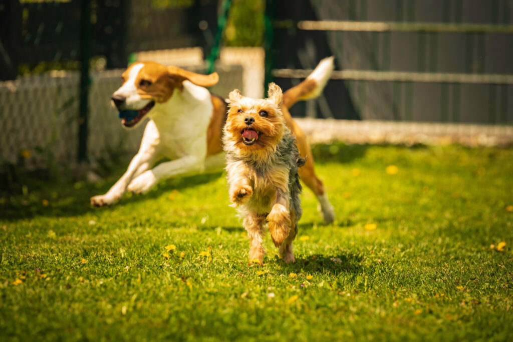Play safe: essential dog park etiquette