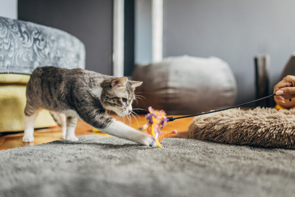 Mental stimulation for pets