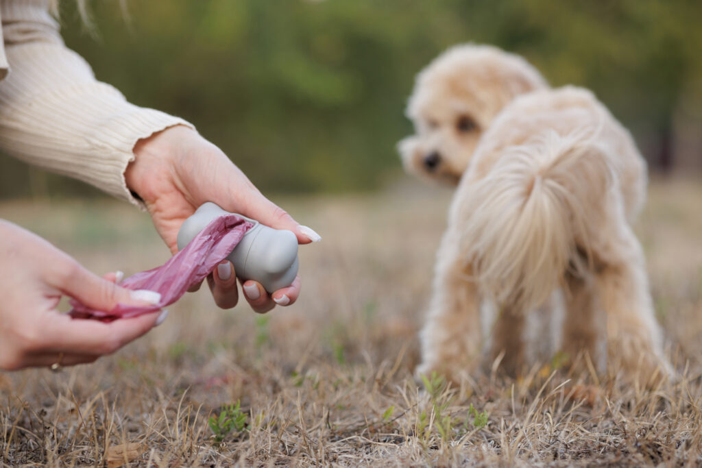 What your pet’s poop can tell you about their health
