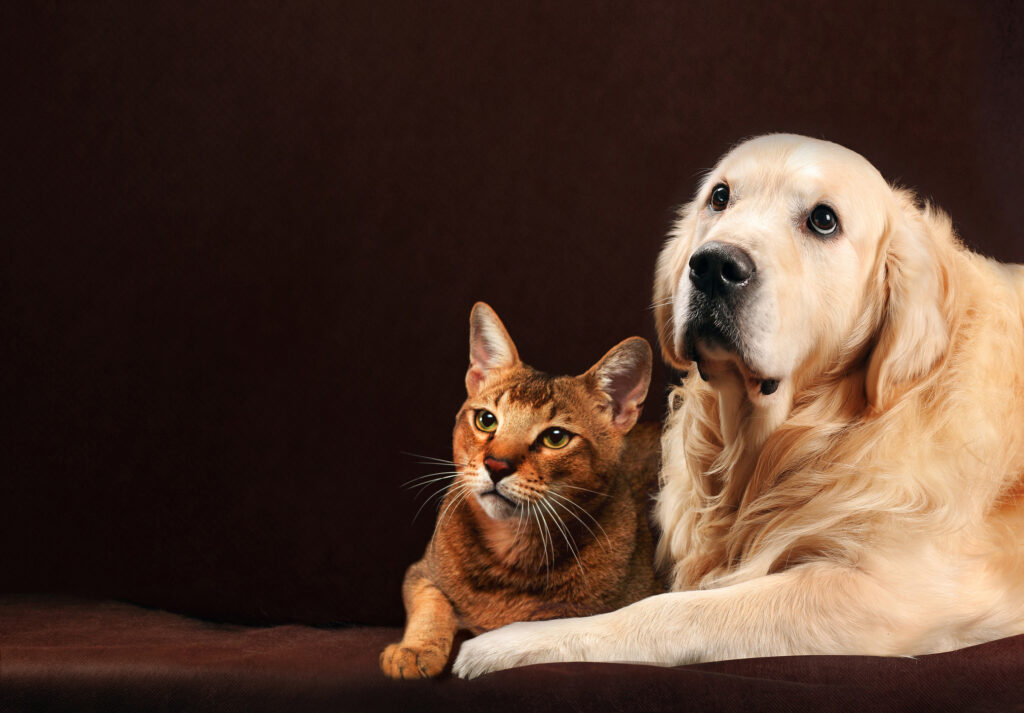 Desexing Your Cat or Dog – Why, when and how? 