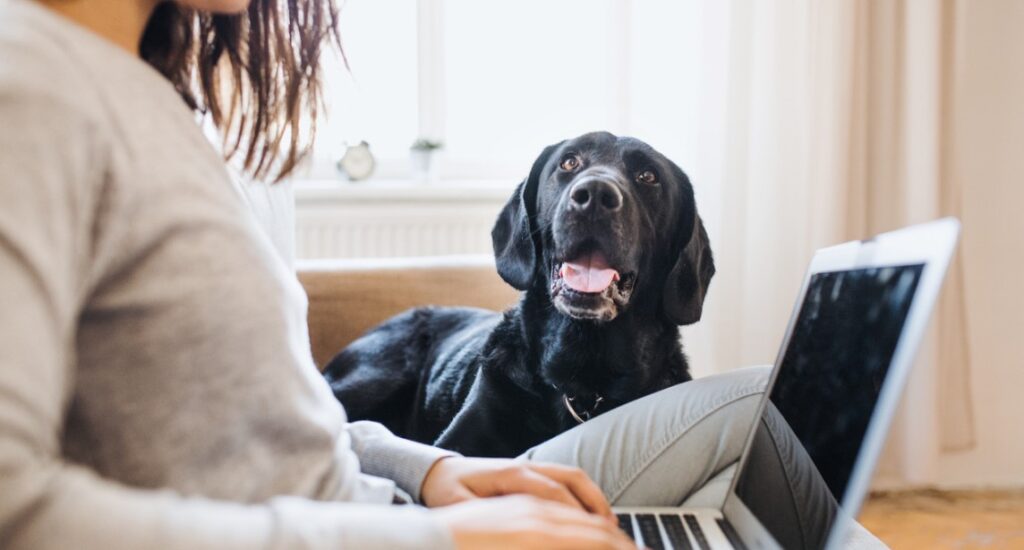 Are you financially prepared for pet parenthood?