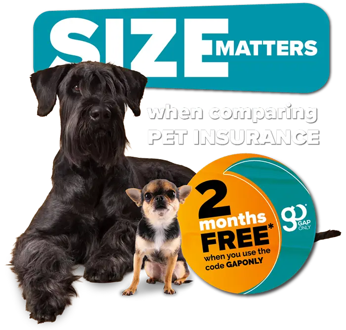 when comparing PET INSURANCE
